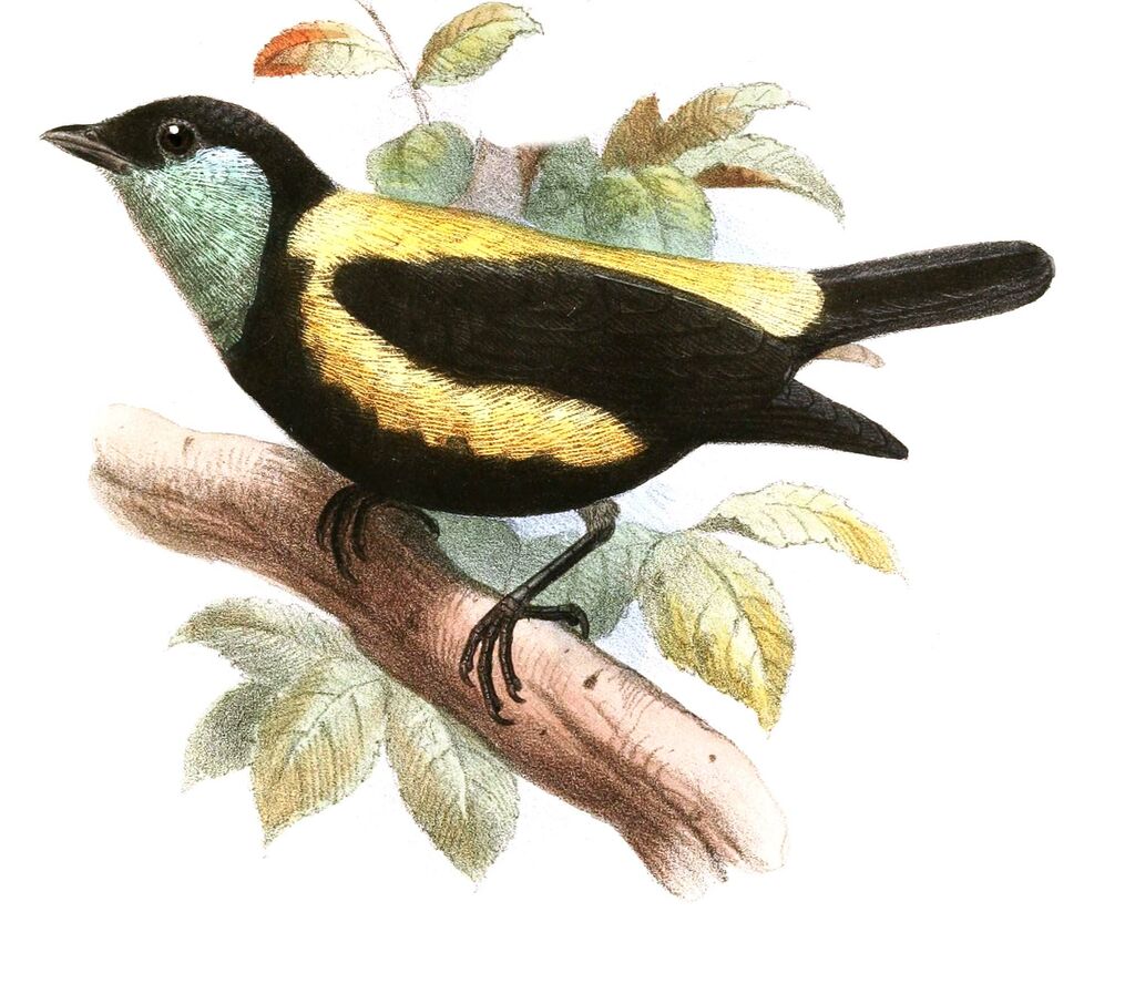 Straw-backed Tanager