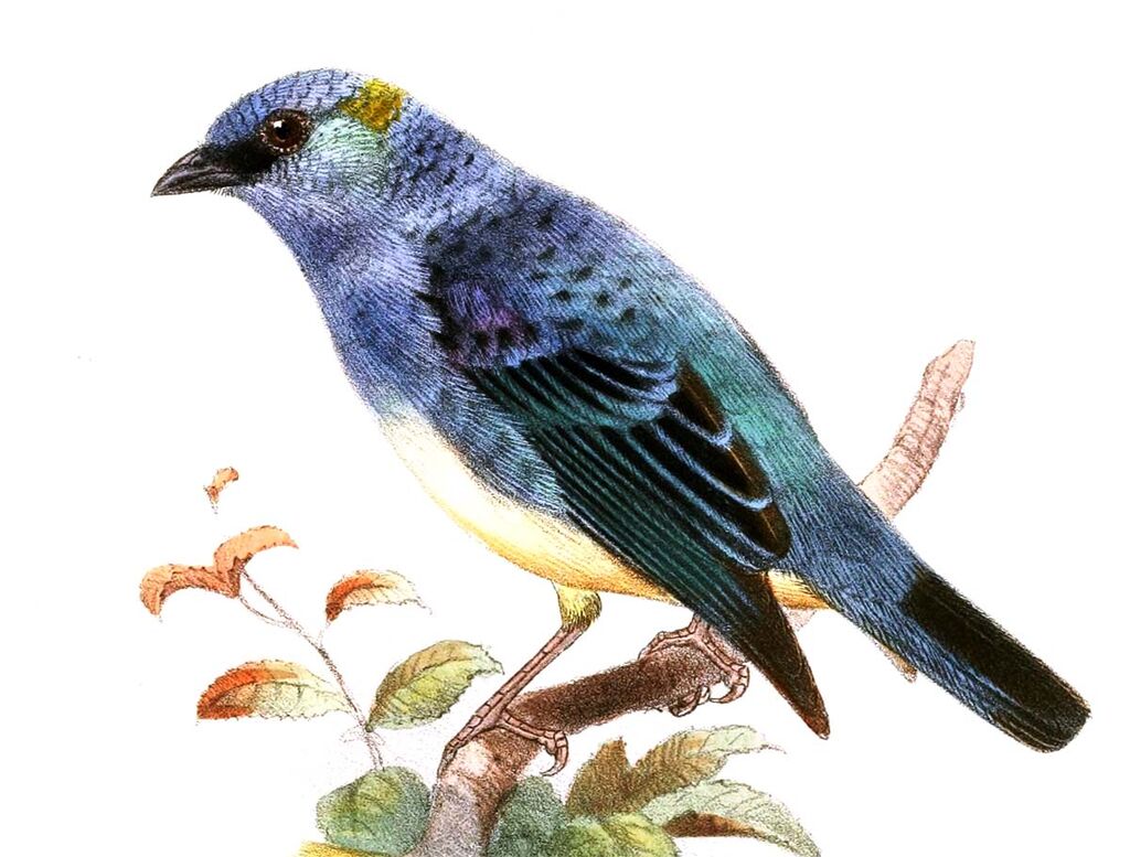 Golden-naped Tanager