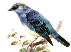 Golden-naped Tanager