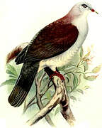 Mountain Imperial Pigeon