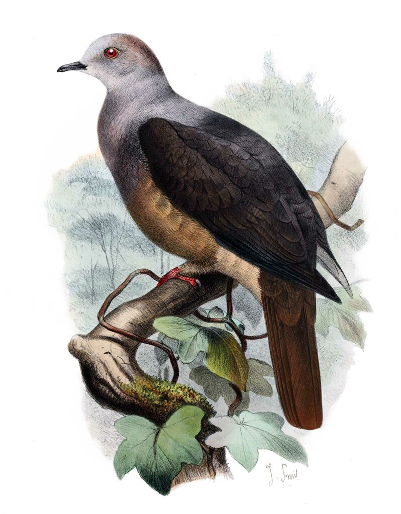 Barking Imperial Pigeon