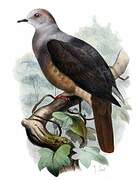 Barking Imperial Pigeon