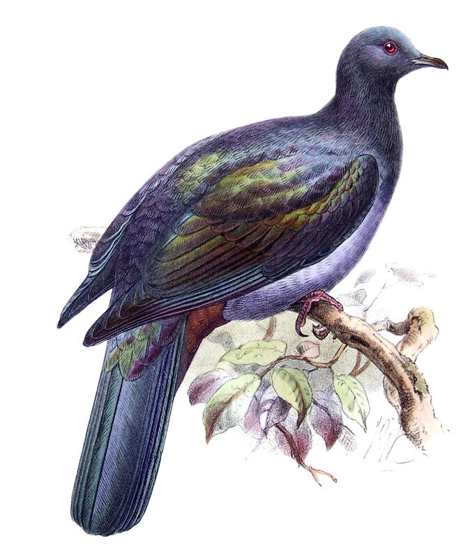 Christmas Imperial Pigeon