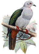 Island Imperial Pigeon