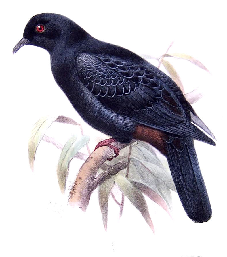 Black Imperial Pigeon