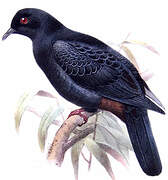 Black Imperial Pigeon