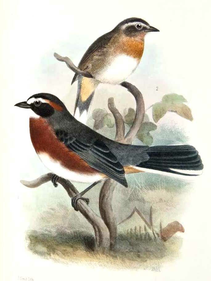 Black-and-rufous Warbling Finch