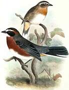 Black-and-rufous Warbling Finch