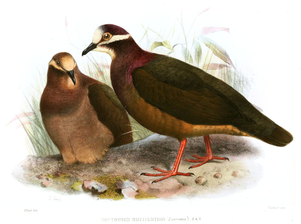 Olive-backed Quail-Dove