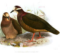 Olive-backed Quail-Dove