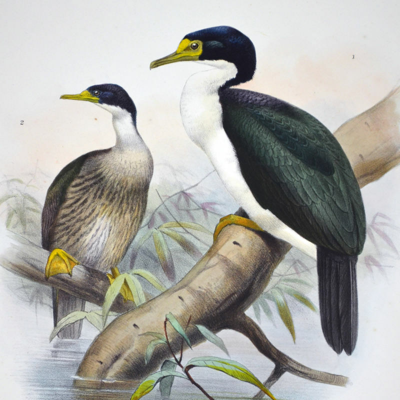 Kerguelen Shag