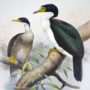 Cormoran des Kerguelen