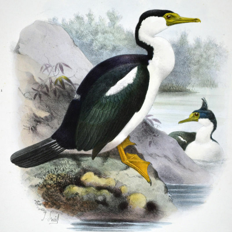 Cormoran impérial