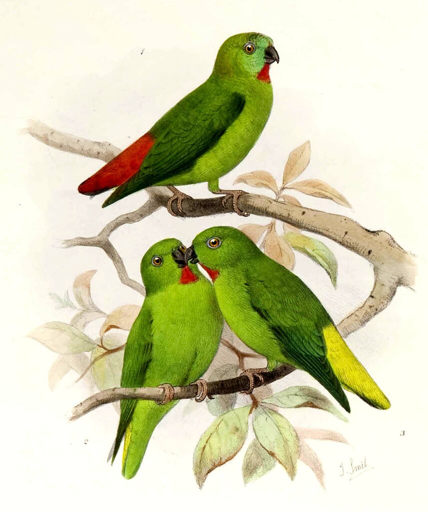 Orange-fronted Hanging Parrot