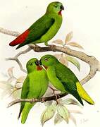 Orange-fronted Hanging Parrot