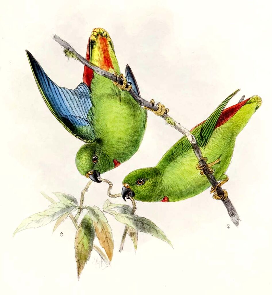 Sangihe Hanging Parrot