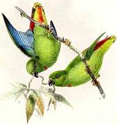 Sangihe Hanging Parrot