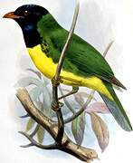 Black-chested Fruiteater