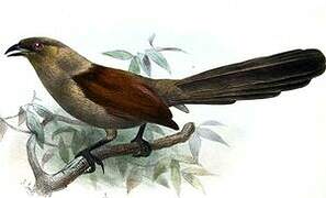 Andaman Coucal