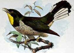 Yellow-throated Cuckoo