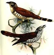 Sulawesi Cuckoo