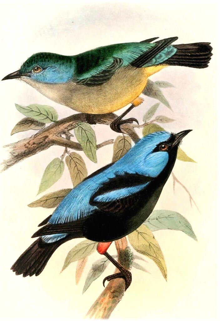 Scarlet-thighed Dacnis