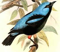 Scarlet-thighed Dacnis