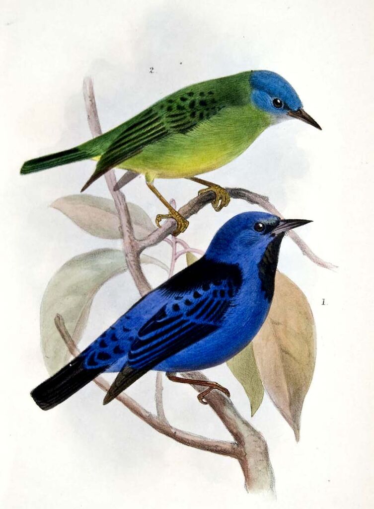 Blue Dacnis, identification