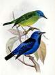 Dacnis bleu