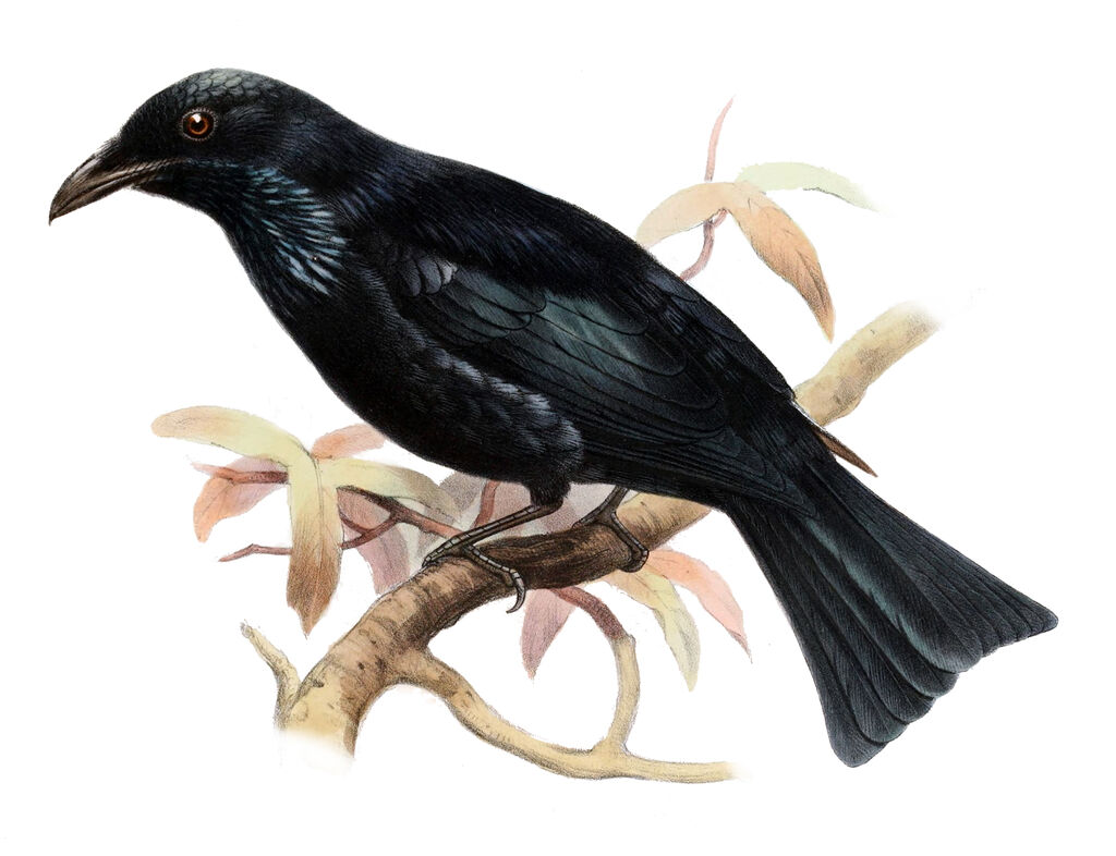 Hair-crested Drongo