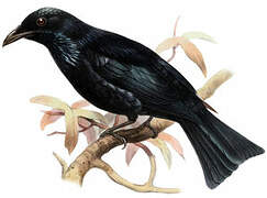 Drongo à crinière