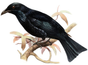 Hair-crested Drongo - Dicrurus hottentottus Hair-crested Drongo - Dicrurus hottentottus
