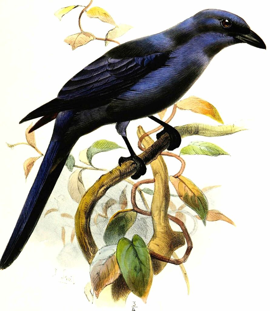 Cerulean Cuckooshrike