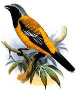 Golden Cuckooshrike