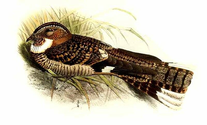 Band-winged Nightjar