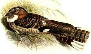 Band-winged Nightjar