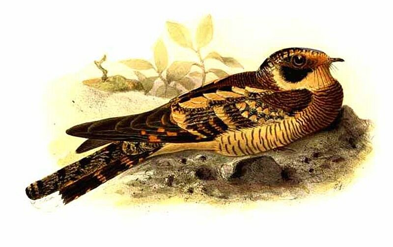 Spot-tailed Nightjar