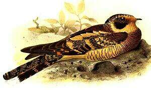 Spot-tailed Nightjar