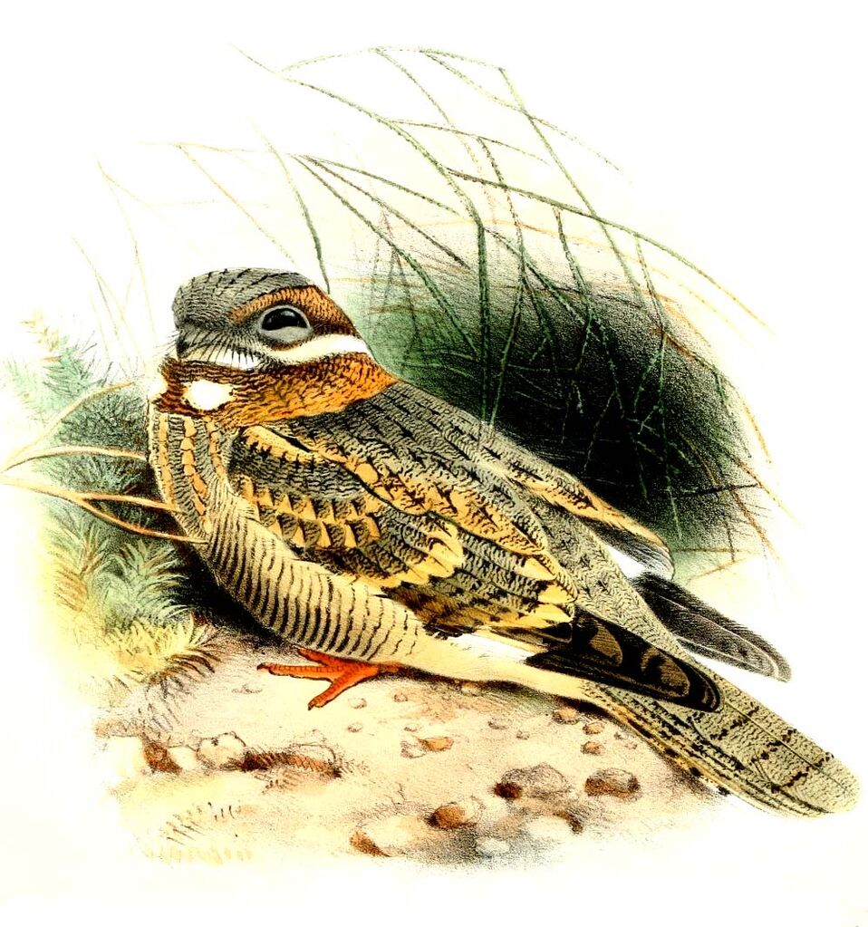 Nubian Nightjar