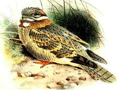 Nubian Nightjar