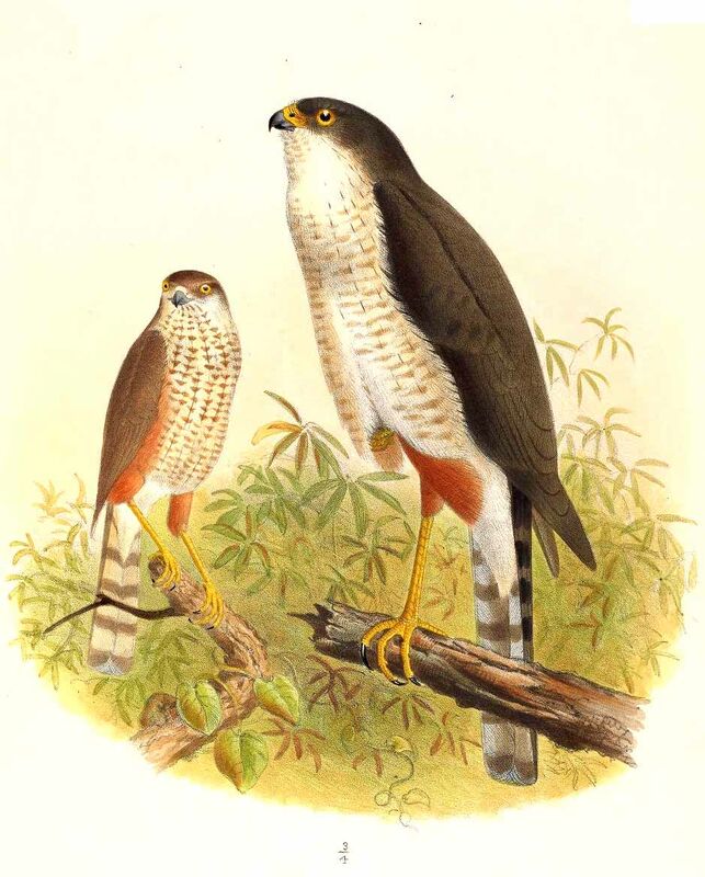 Rufous-thighed Hawk