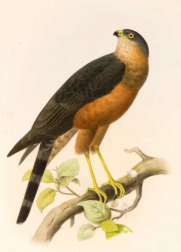 Plain-breasted Hawk