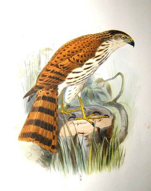 Vinous-breasted Sparrowhawk
