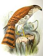 Vinous-breasted Sparrowhawk