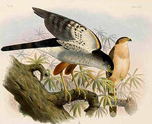 Bicolored Hawk