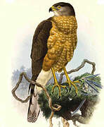 Chilean Hawk