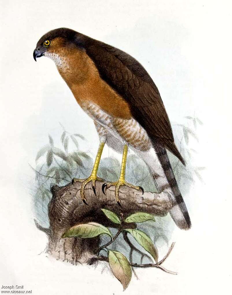 Japanese Sparrowhawk