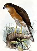 Japanese Sparrowhawk