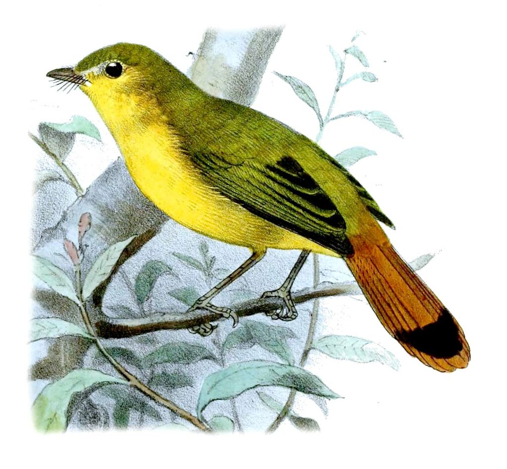 Livingstone's Flycatcher