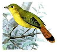 Livingstone's Flycatcher